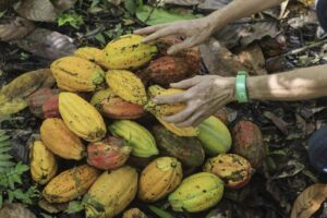 Agricultores De Tucumã Receberão R$ 400 Mil Para Fortalecer Plantio Do Cacau 15 de fevereiro de 2020