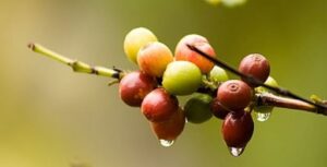 Safra De Café Capixaba Cresce Com As Chuvas Desse Ano 12 de fevereiro de 20200