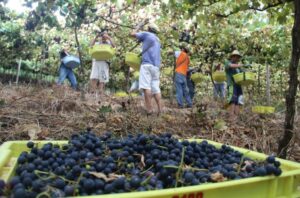 Safra Da Uva 2020 Apresenta Boa Qualidade Em Garibaldi Apesar Da Estiagem 17 de fevereiro de 2020