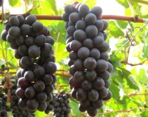 Saborosa, Sem caroço E Produtiva: Conheça A Uva BRS-Vitória 15-03-2020