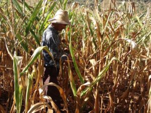 Dívidas Causadas Pela Estiagem E Coronavírus Serão Adquiridas Por Agricultores Gaúchos 09 de abril de 2020
